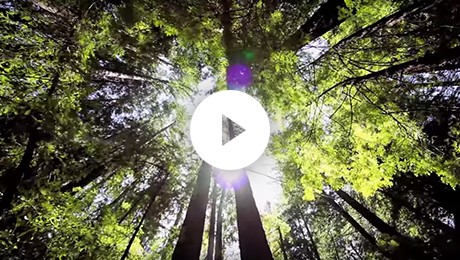 可持续发展视频林地树冠宣传图像